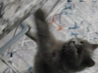British longhair kedimizi çok uyguna vereceğiz acil