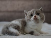 Muhteşem Safkan British Shorthair