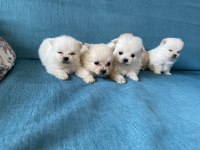 Pomeranian Bebekler