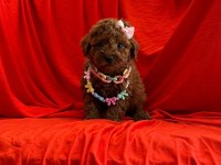 Orijinal Toy Poodle yavruları