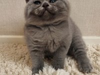 Nadir suratlı son erkek ve dişi british shorthair yavrumuz