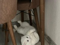 Nazar boncuğu scottish fold