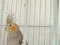 2 yaşında barut gibi dişi eşe hazır sultan papağanı