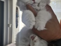 Pamuk Gibi Beyaz British Longhair Yavrumuz