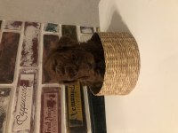 Safkan Toy Boy Poodle Red Brown Yavru