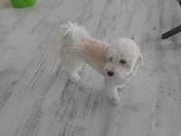 8 aylık erkek maltipoo yavrumuzu sahiplendirmek istiyoruz