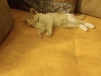 SARMAN ERKEK YAVRU KEDİMİZ KONYA