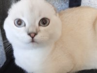Mavi gözlü scottish fold prenses