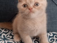 Erkek uysal eğitimleri var british shorthair