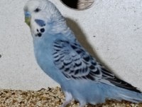 Bebek Muhabbet Kuşu
