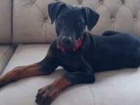 SATILIK YAVRU DOBERMAN