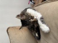 Ücretsiz Yavru Maine Coon 3 Aylik