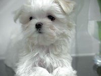 1.250 gram Morkie