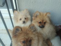 Temel itaat eğitimli pomeranian yavrular
