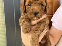 Anne Altından Red-Brown Toy Poodle Yavruları