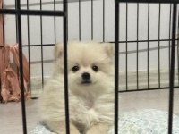 POMERANİAN SPİTZ
