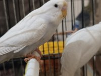 Sağlıklı Muhabbet Kuşları İster Toplu İster Tek Tek