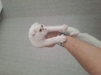MİNİK BRİTİSH KEDİCİKLER ORJİNAL