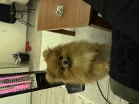 Pomeranian 11 aylık