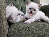 2 aylık tam eğitimli oyuncu şirin british longhair