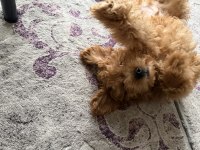 Bebek yüzlü sağlık garantili Toy poodle
