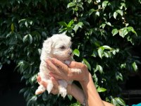 maltese terrier