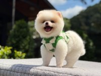 Dünyalar Tatlısı Pomeranian Boo Yavrumuz