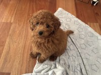 Toy Poodle Safkan Köpekler