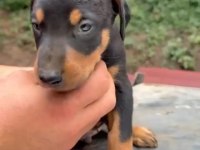 A kalite doberman yavrular