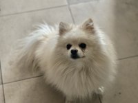 En uygun aşılı pomeranian