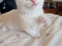 British Shorthair Safkan Dişi Yavru