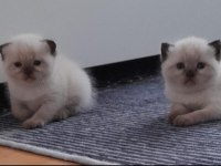 1 buçuk aylık orjinal Scottish Fold Bebekler