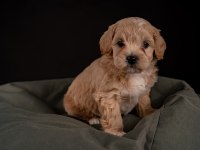 Maltipoo Yavrular