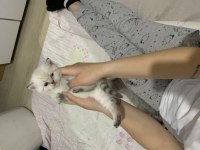 British shorthair 1 aylık