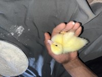 Ördek yavrularımız bebek