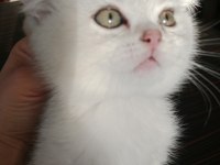 British shorthair pamuklar yuvasını bekliyor