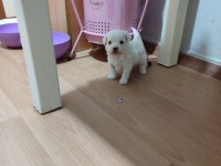 Yeni yavru köpeklerimiz sahiplerini bekliyorlar