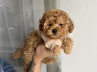 MALTİPO yavrularimiz
