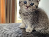 A kalite scottish fold ve british shorthair yavrular