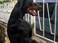 Erkek European Doberman Maybach