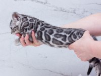Silver bengal kittens WCF pedigree Ozyfelines