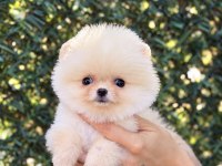 BİBLO ERKEK POMERANİAN BOO