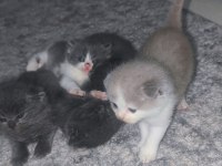 3 haftalık scottish fold yavrular