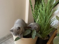 British shorthair dişi 1 aylık