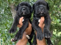 CANE CORSO Yavrularımız ırk garantilidir