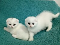 Bir Dişi Bir Erkek Scottish Fold Kardesler