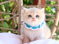 SAFKAN BRİTİSH SHORTHAİR BLUE GOLDEN
