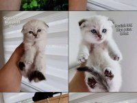 Scottish fold dişi