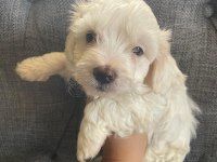 Maltese yavru köpekler
