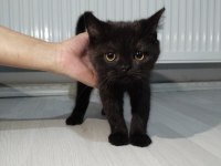 Ragdoll Ve Scottish Fold Kırması